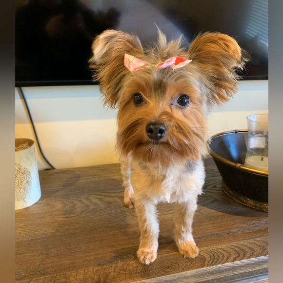 Meet the Posher❤️ - Picture 12 of 13